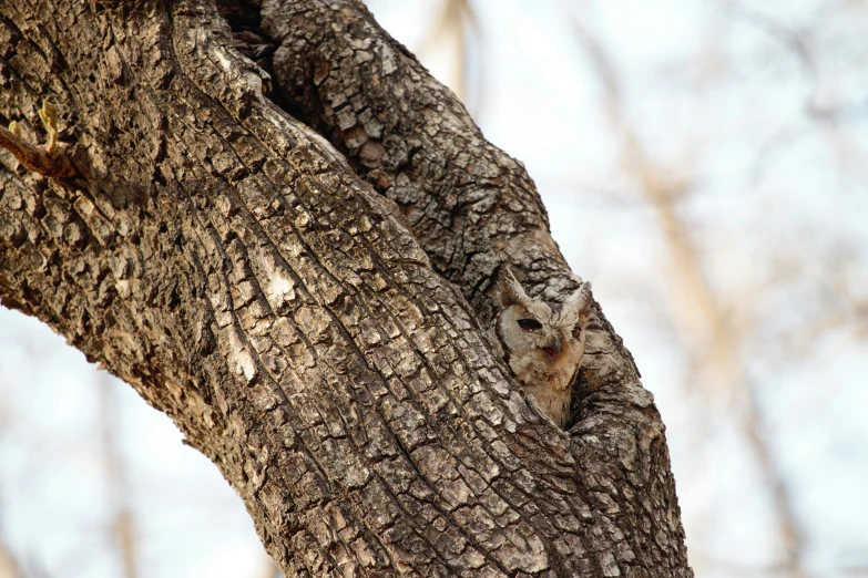 an owl sits on a nch in front of a tree