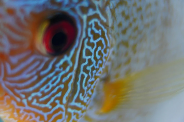 a close up view of an ornate yellow fish