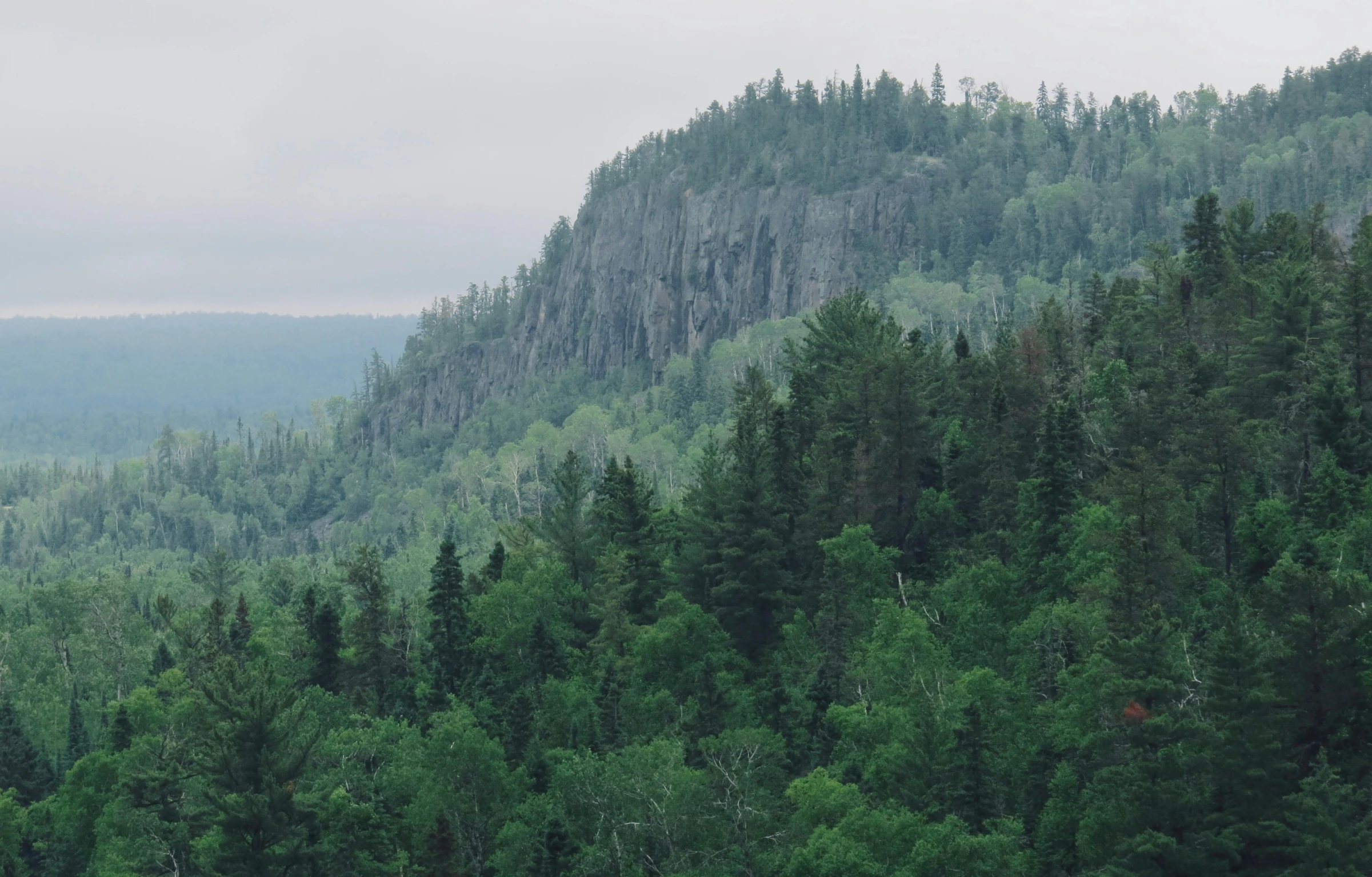 many trees in a forest with a sky background