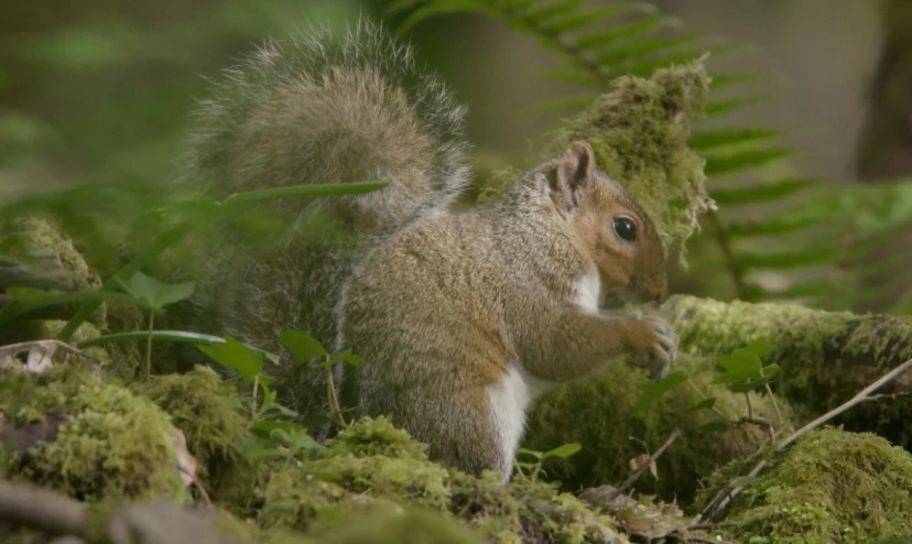 a squirrel stands in the woods and looks to its left