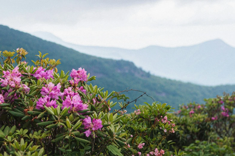 the hills are covered in very colorful flowers