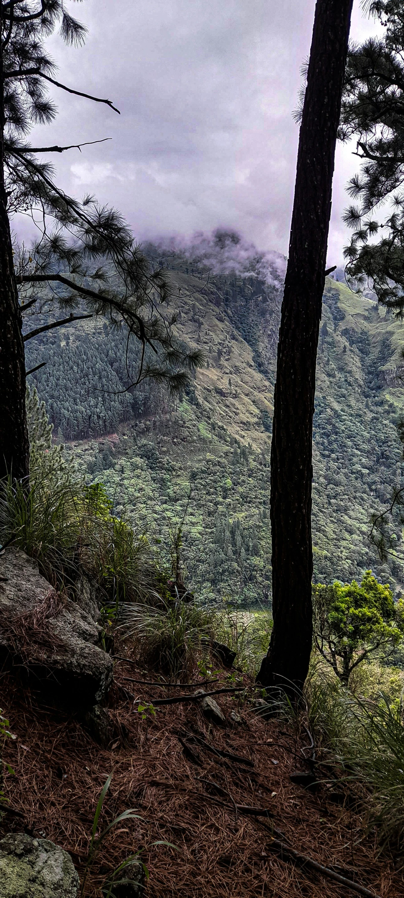 a path is lined with two trees that are on the side of the hill