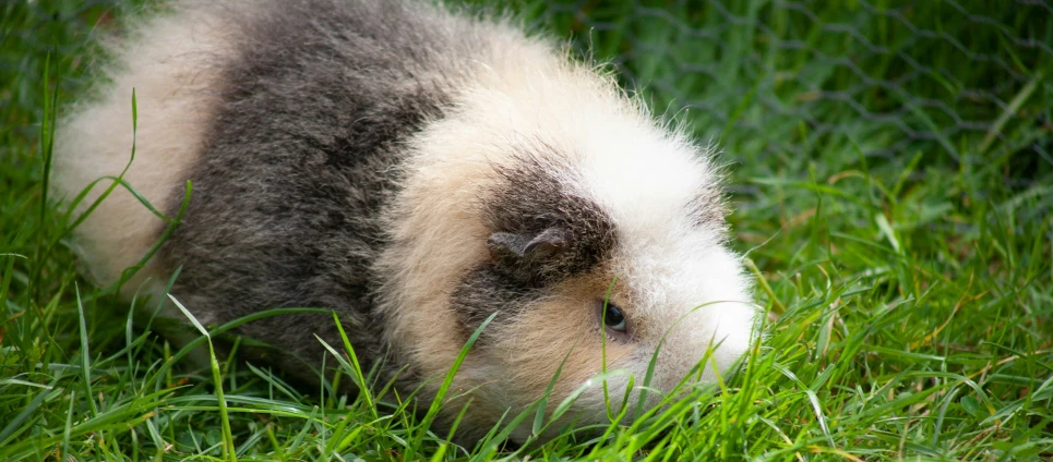 a small animal in the grass with its eyes closed