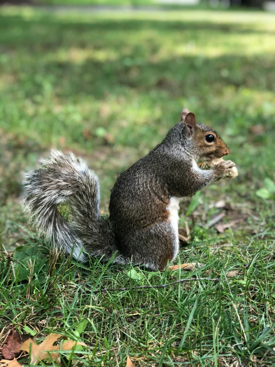 a squirrel sitting on top of a lush green field