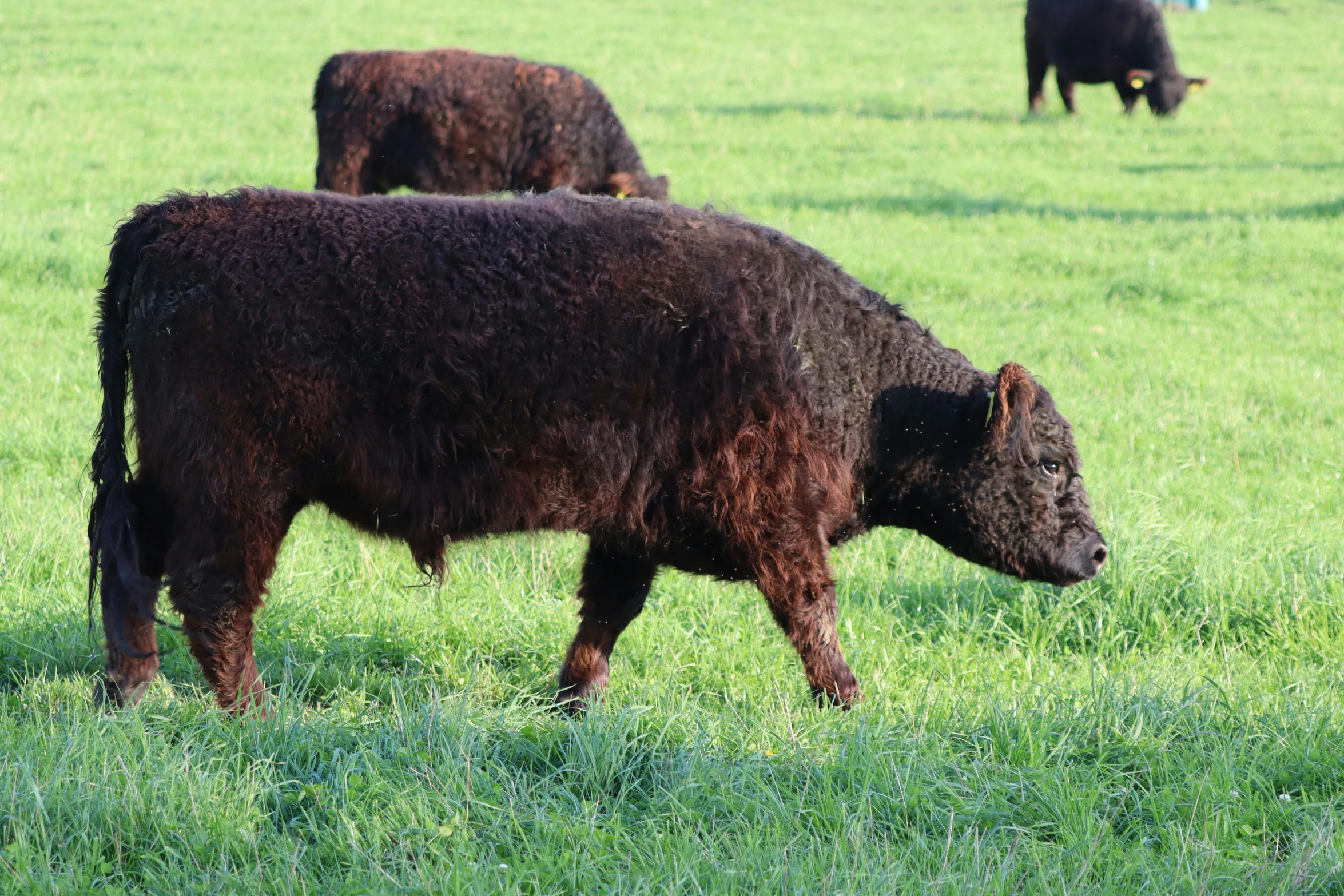 three dark colored cows are in a grassy field