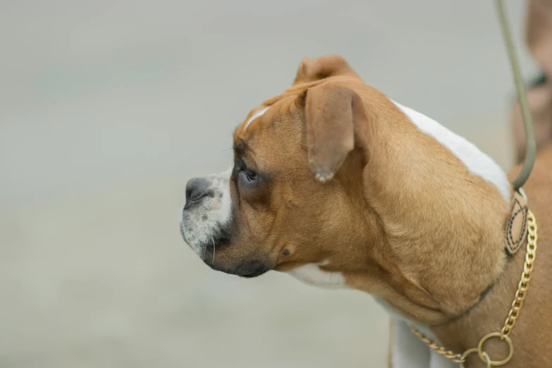 a dog looking to the side, wearing a golden chain on his neck