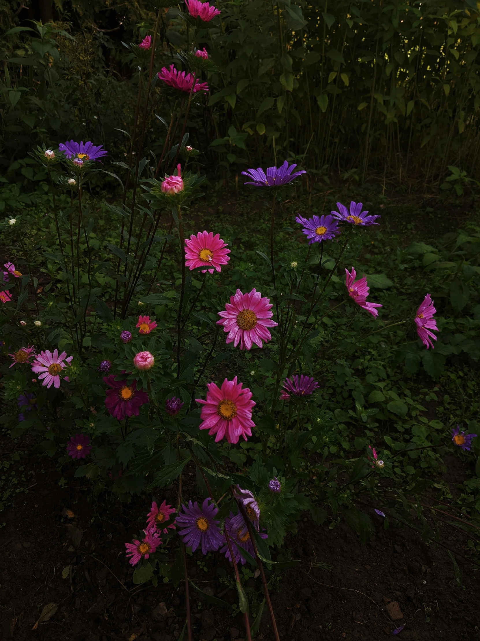 various flowers in the dark with green leaves