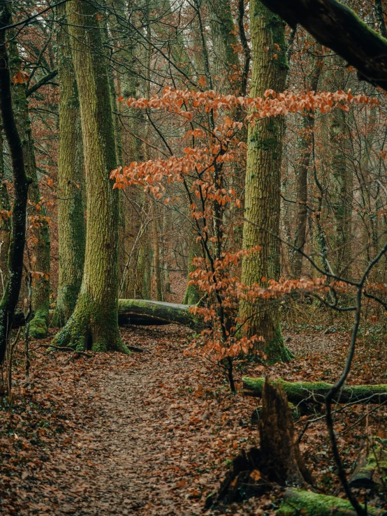 a pathway is in the woods between trees with leaves on the ground