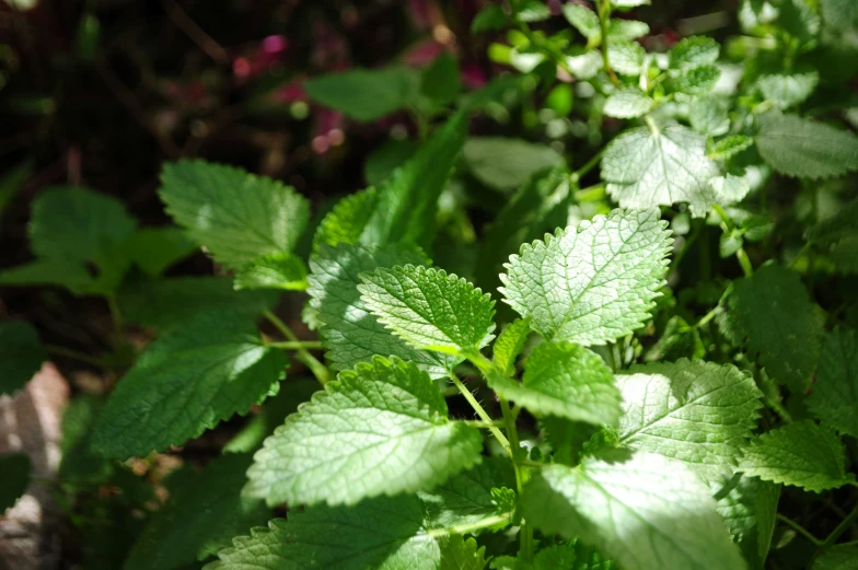 closeup of a leafy plant in the sun