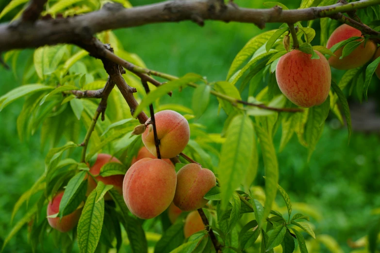 apricots growing on a tree in the park