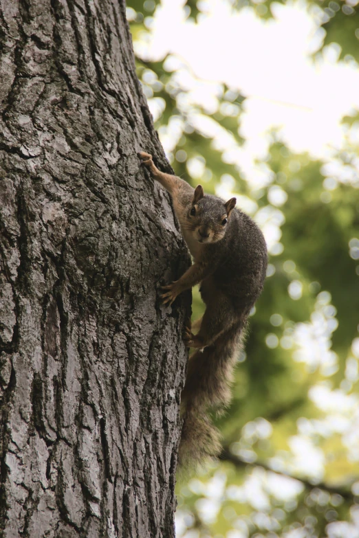 a squirrel climbing up and down a tree