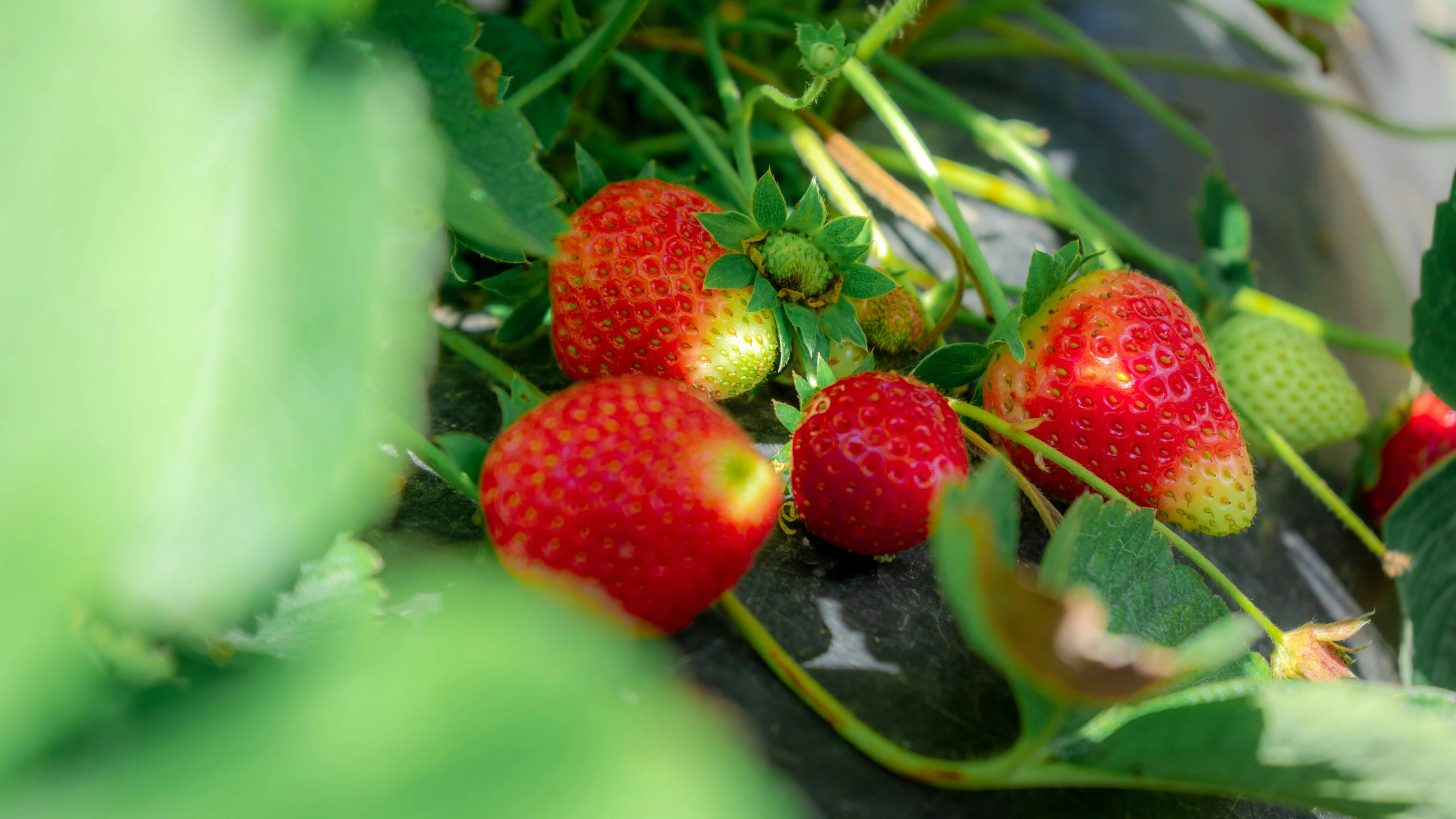 several ripe strawberries growing among green leaves