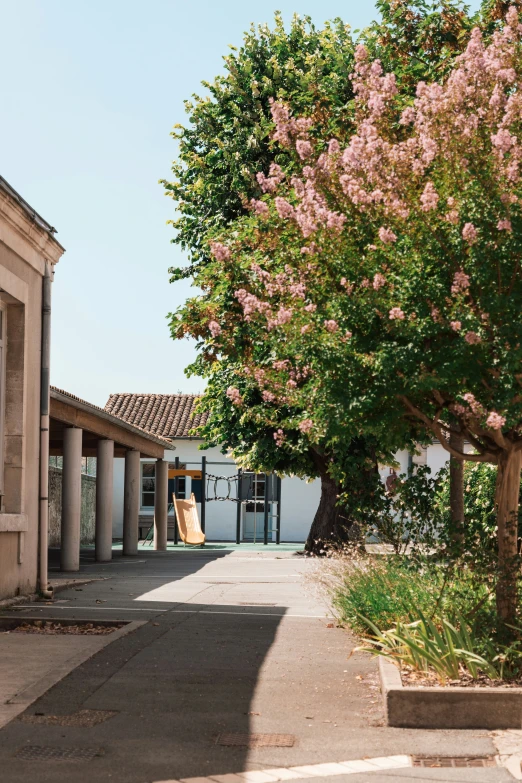 some trees are in front of the building