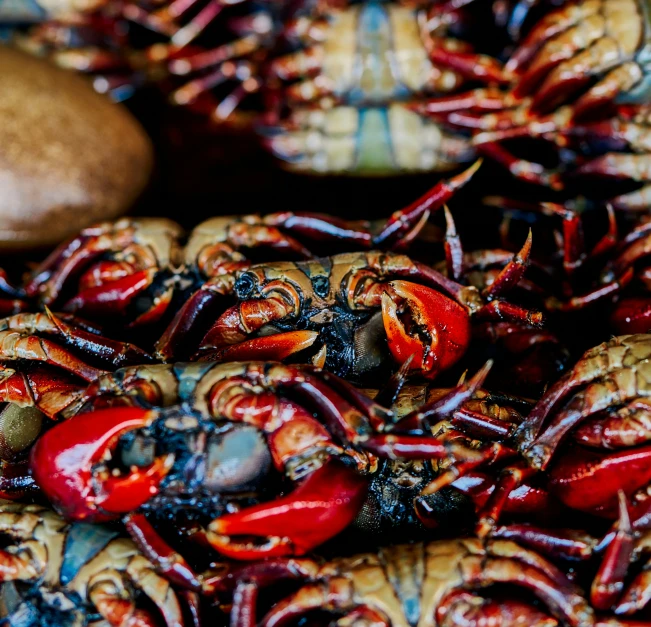 a bunch of red and yellow lobsters laying on the ground