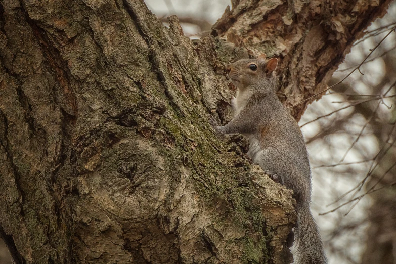 a squirrel in the tree looking at soing