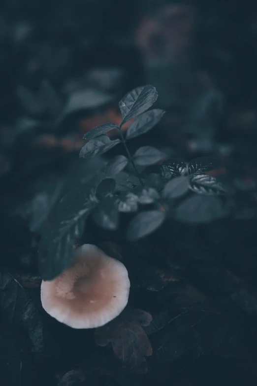a mushroom on some leaves with a green plant behind it