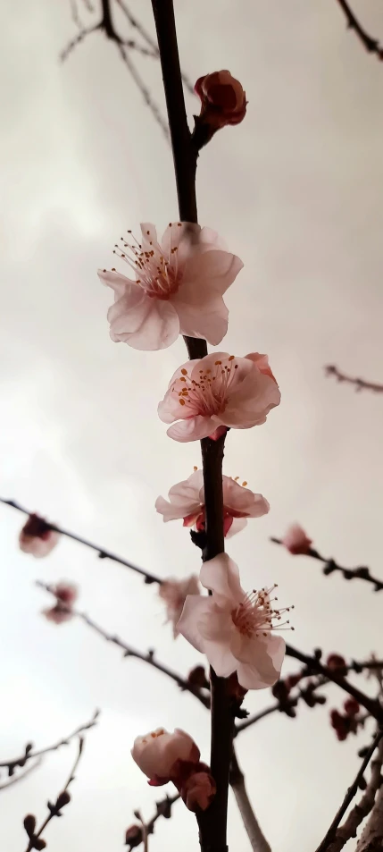 the nches of two trees are shown with blossoms