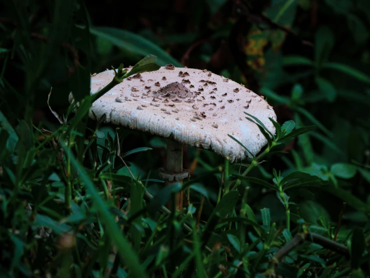 there is a white and brown mushroom in the grass