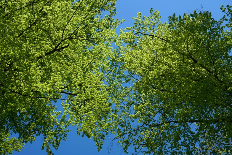 the tops of green trees against a blue sky