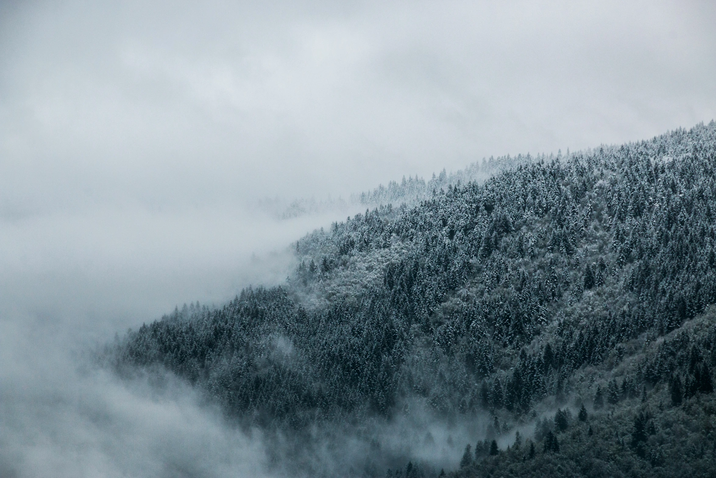 the view of some trees in the distance is shroud by smoke