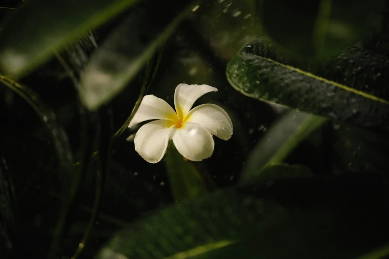 the flower is sitting in the middle of the leaves