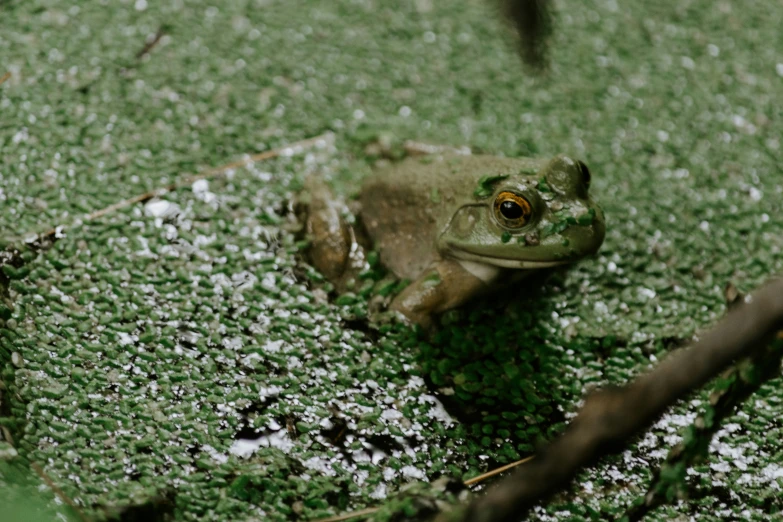 the frog is sitting on the green surface