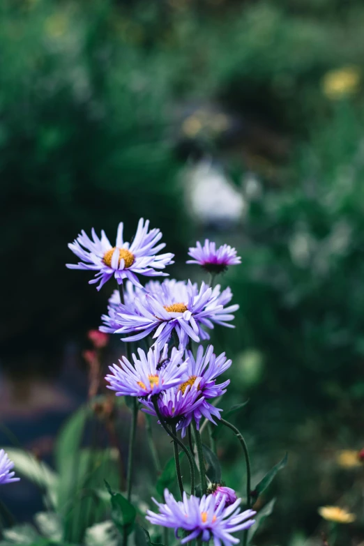 there are many flowers with purple blooms in the field