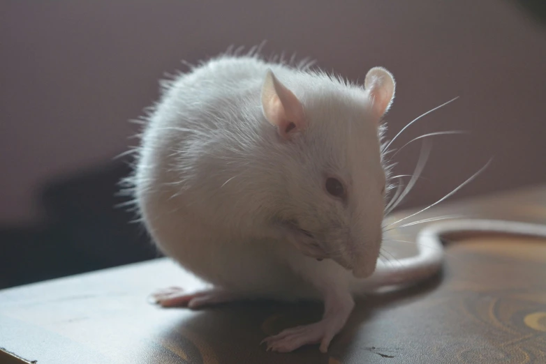 a white rat sitting on top of a table