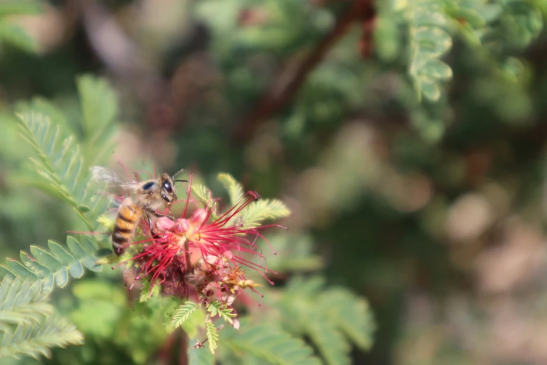 a bee that is on top of some plants