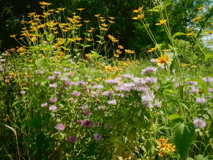 a field full of various flowers and plants