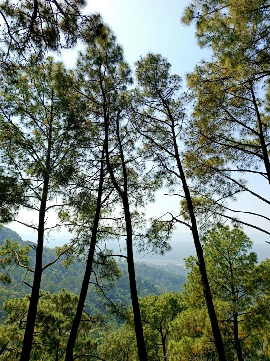 the trees are in the middle of the woods