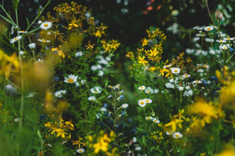 flowers that are growing outside on a sunny day