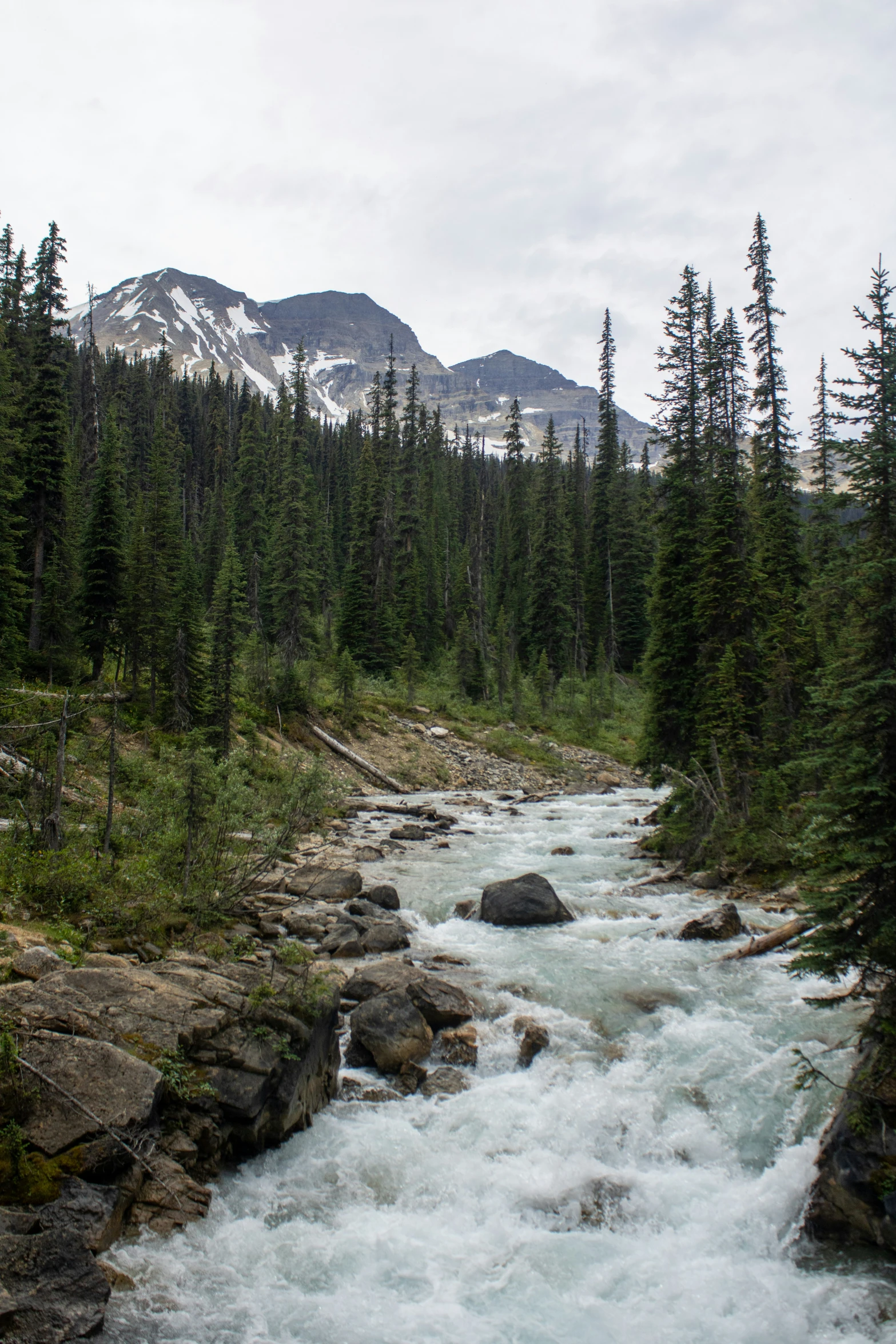 a river running through the middle of a forest