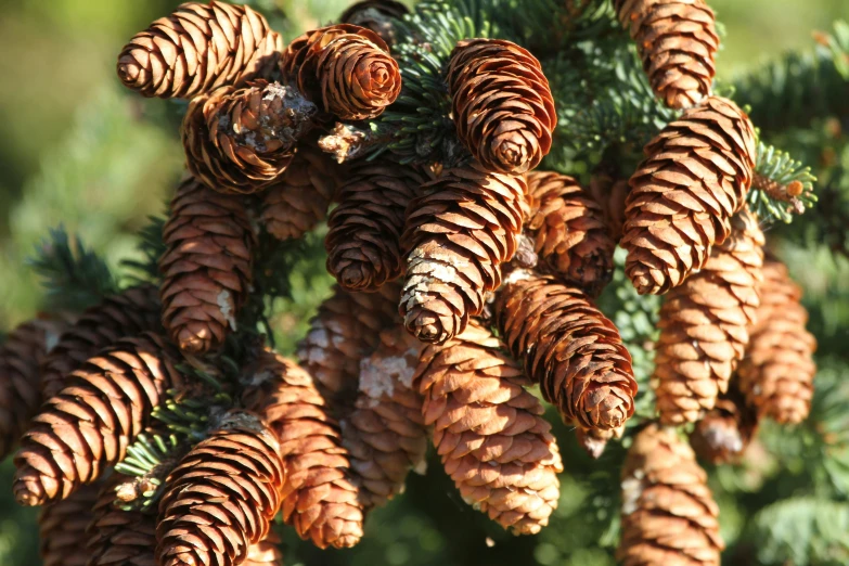 close up of some green pine cones growing on a nch