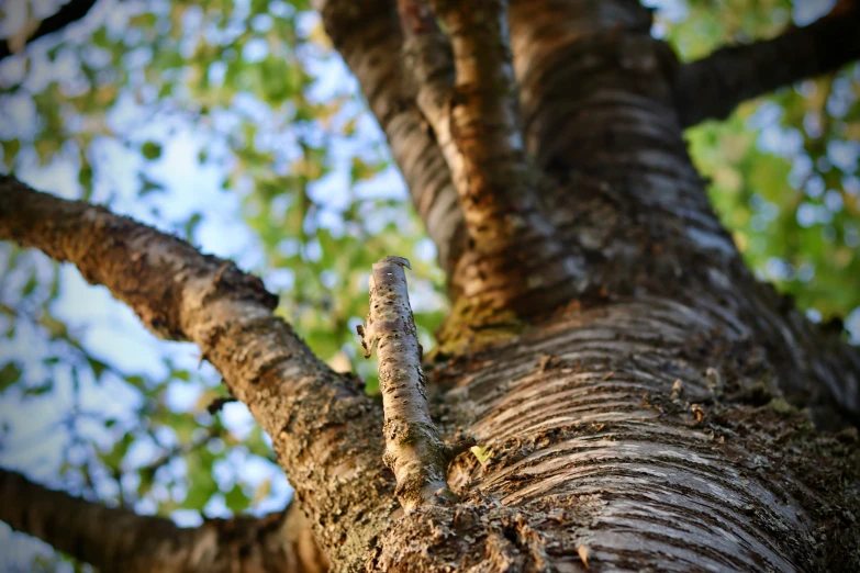 a nch with leaves that have just begun to bud