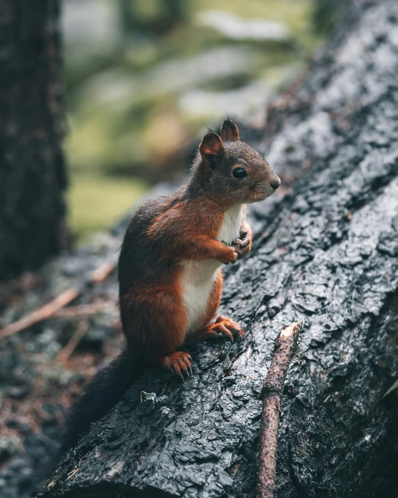 a brown and white squirrel sitting on a log