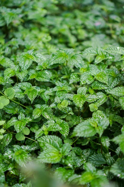 a close - up of a group of small green plants