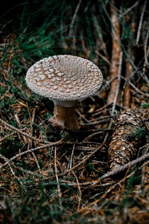 a white mushroom with many small holes is in the woods