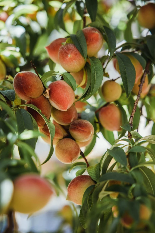 apples hanging on the tree ready to be picked