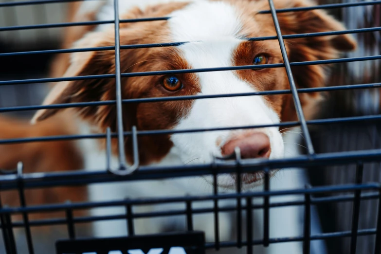 a close up of a dog in a cage