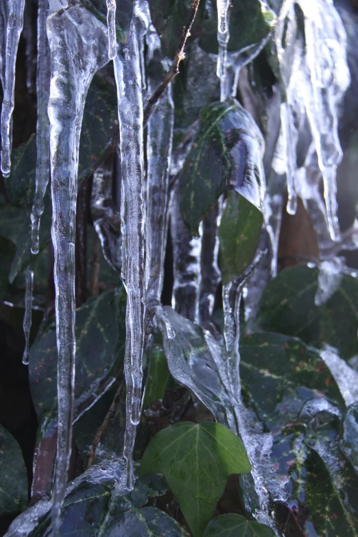 icicles hanging from a plant with leaves