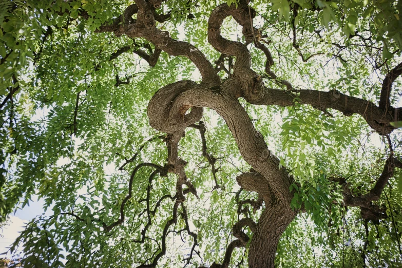 the tree with many nches, green leaves and green foliage