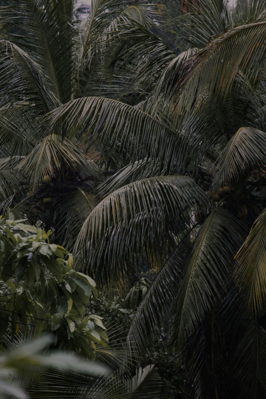 a banana tree is seen through the leaves