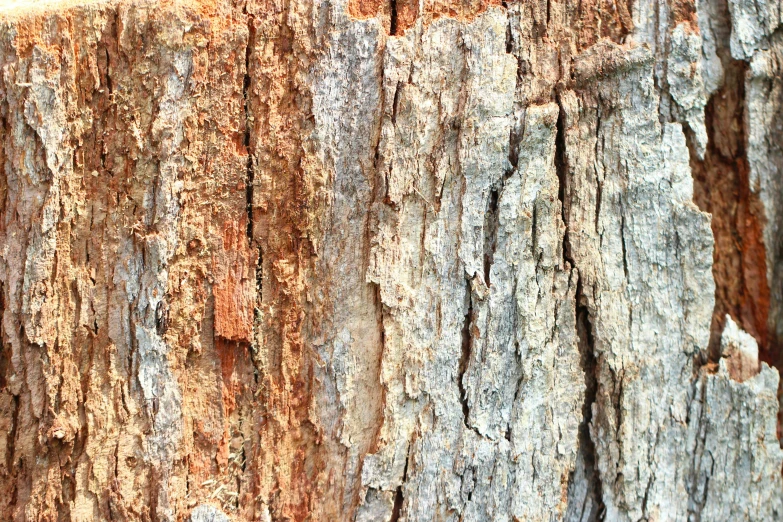 an up close image of bark and tree nails