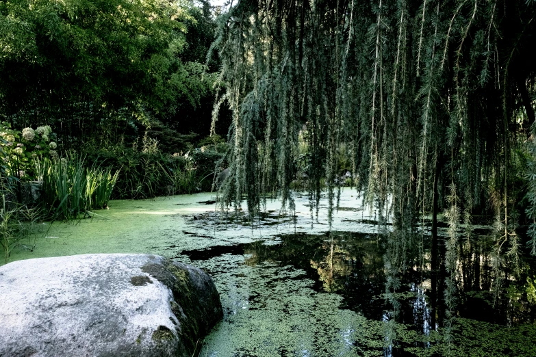 large rocks and tree's growing on the water's edge