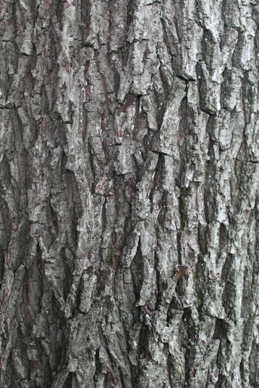 the bark of a tree is very thin