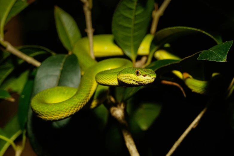 a green snake on a tree nch, with the leaves blowing in the wind