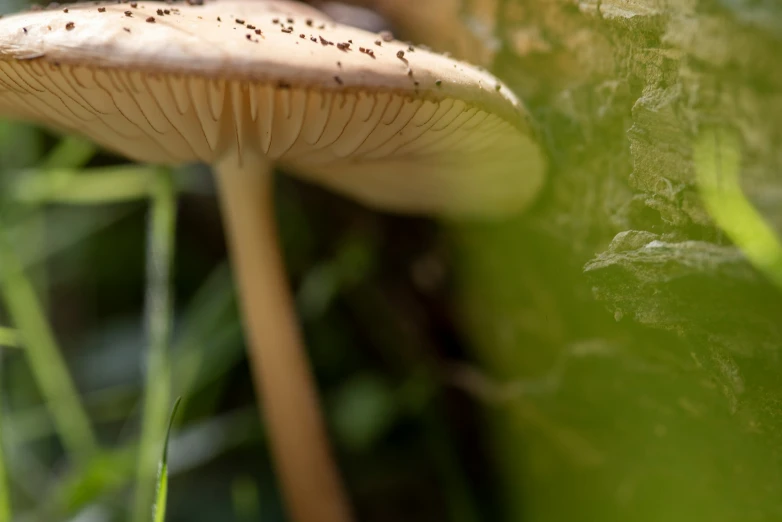 the small brown mushrooms are growing on the tree