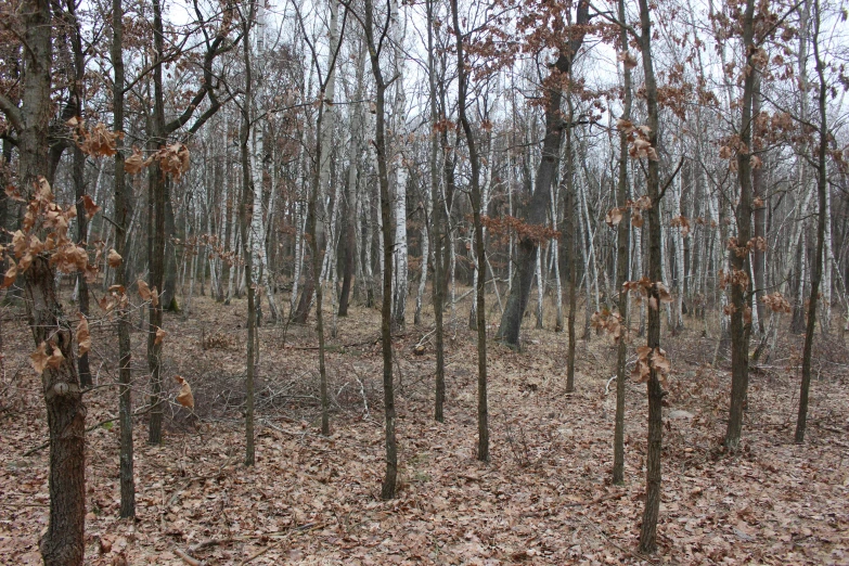 trees in a forest with brown leaves on the ground