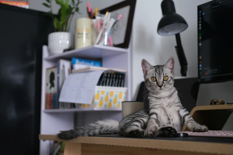 a cat is laying down on top of a desk